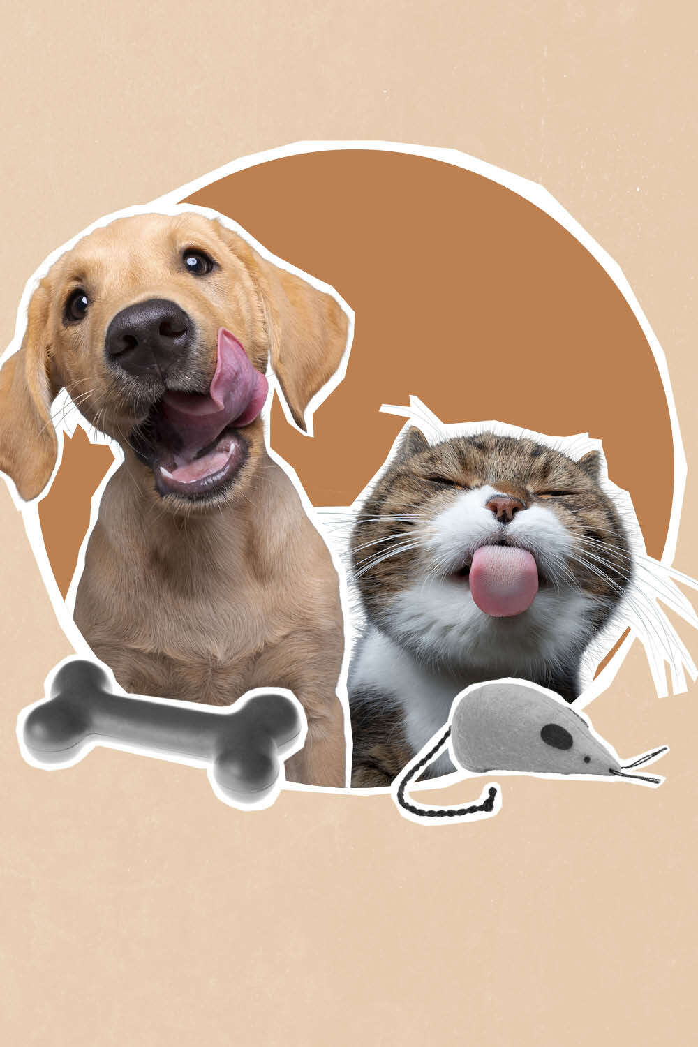 Haustierbild Hund und und Katze